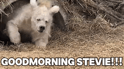 a polar bear cub is laying in a pile of hay with the words `` good morning stevie '' above it .