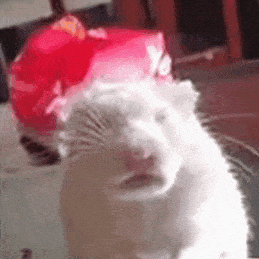 a white cat wearing a red hat is sitting on a table .