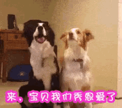 two dogs are standing on their hind legs in a room with chinese writing behind them