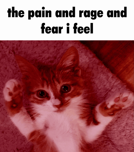 Zamboli The Pain And Rage And Fear I Feel GIF - Zamboli The Pain And Rage And Fear I Feel GIFs