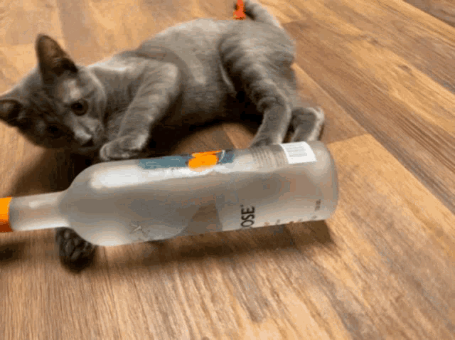 Alcoholic Cat GIF - Alcoholic Cat Pregamimg GIFs
