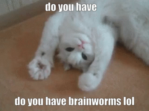 Cat Brainworms GIF - Cat Brainworms Do You Have Brainworms GIFs