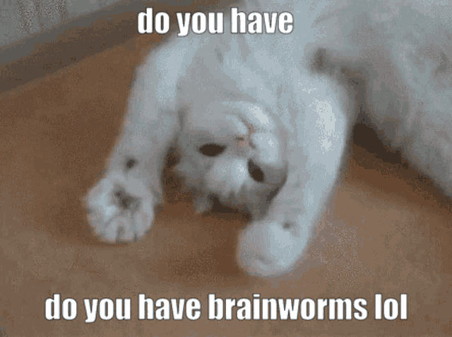 a white cat laying on its back with the words do you have do you have brainworms lol below it
