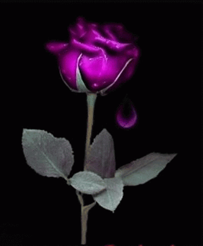 Unreal Rose GIF - Unreal Rose Purple GIFs