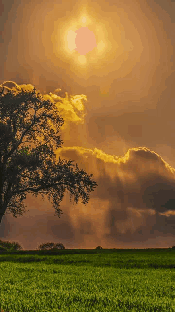 a tree in a field with the sun shining through the clouds behind it