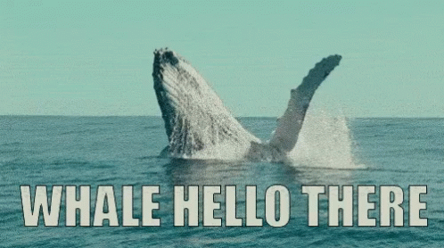 Whale Hello There GIF - Whale Hello There GIFs