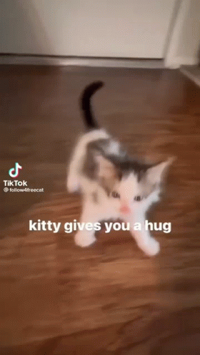 Kitty Gives You Hug GIF - Kitty Gives You Hug GIFs
