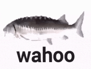 Wahoo Fish GIF
