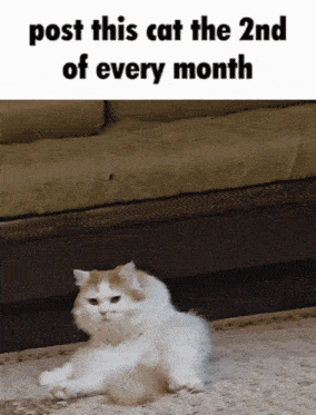 a picture of a cat laying on the floor with the caption post this cat the 2nd of every month