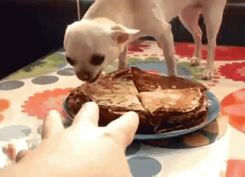 Dont Touch GIF - Dont Touch No Chihuahua GIFs