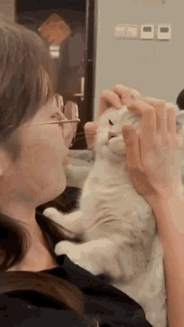 Diolga Cat GIF - Diolga Cat Gatto GIFs