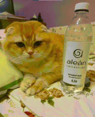 a cat is laying next to a bottle of alean water