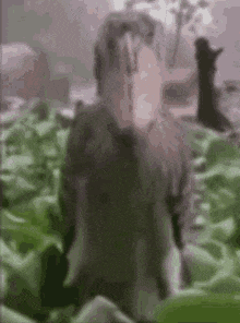 a blurry picture of a person standing in a field of plants .
