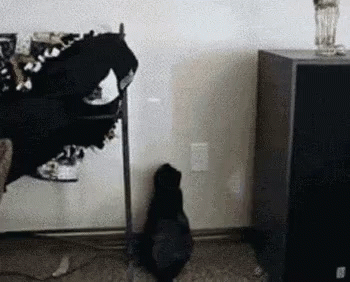 Cats Lasers GIF - Cats Lasers Funny GIFs
