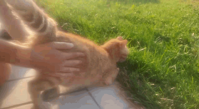 Luckycciolo Cat Scratch GIF - Luckycciolo Cat Scratch Orange Cat GIFs