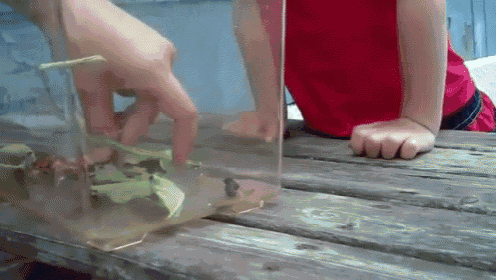 Boy Gets A Butterfly On His Face GIF - Boy Butterfly Face GIFs