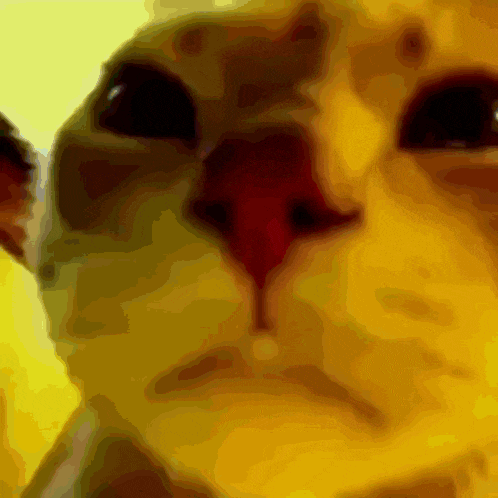 a close up of a cat 's face with a blurred background