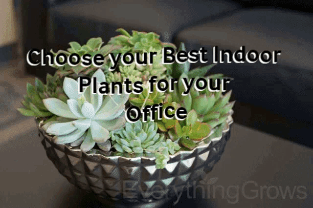 a picture of a potted plant with the words choose your best indoor plants for your office