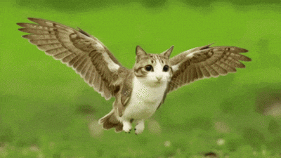 a cat with wings that look like an owl is flying through the air