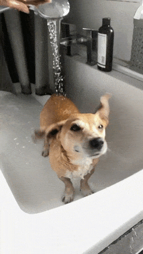 a dog taking a bath in a sink with a bottle of shampoo on the counter