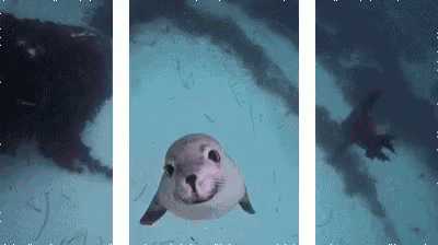 three images of a seal swimming in the ocean
