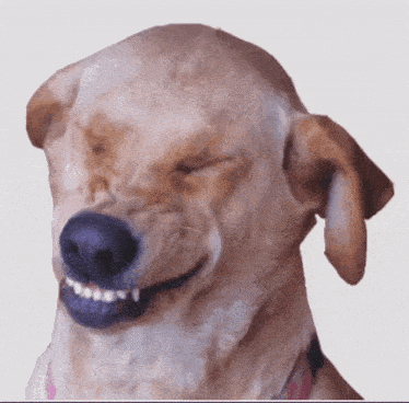 a close up of a dog with its eyes closed