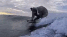 Elephant Surfing GIF - Elephant Surfing Roll Tide Roll GIFs