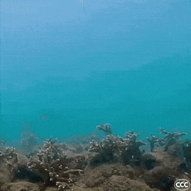 a coral reef with a fish and a ccc logo in the background