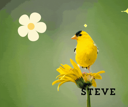 a yellow bird sitting on top of a yellow flower with the words " love steve " underneath it