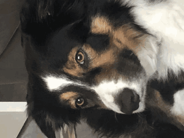 a close up of a dog 's face with a brown eye