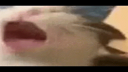 a close up of a cat 's mouth with its tongue out