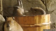 Capybara Onsen GIF - Capybara Onsen Hot Tub GIFs