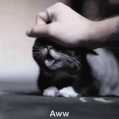 Too Cute Cat GIF - Too Cute Cat GIFs