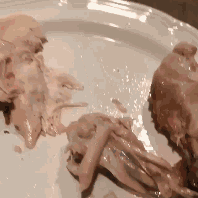 a white plate topped with chicken bones and meat