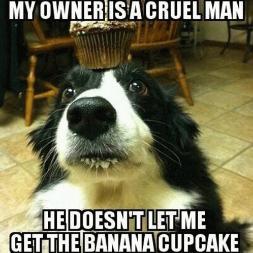 Dog Bannana Cake GIF - Dog Bannana Cake GIFs