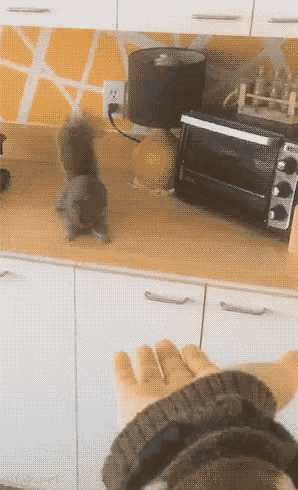 a person is petting a small squirrel on a counter in a kitchen