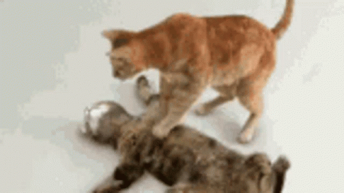 Pumping Rescue GIF - Pumping Rescue Cat GIFs