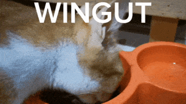 a cat is eating out of an orange bowl with the word wingut written above it