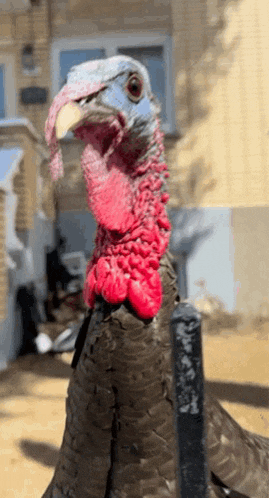 a close up of a turkey 's face with a yellow beak
