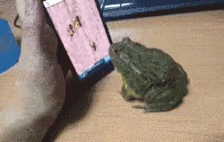 Frog Angry GIF - Frog Angry Hungry GIFs