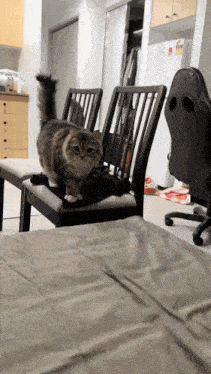 a cat is standing on a chair in a room