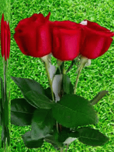 γιασενα Rose GIF - γιασενα Rose Flower GIFs