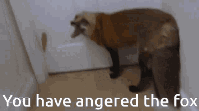 Fox Angry GIF - Fox Angry Angered GIFs
