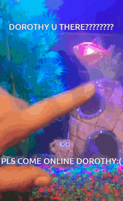 a picture of a fish tank with the words dorothy u there on the top