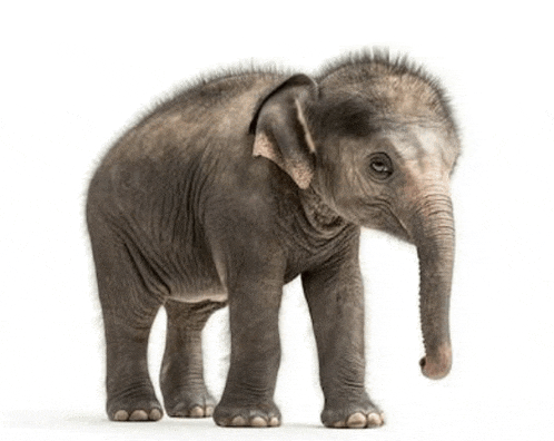 a baby elephant is standing in front of a white background looking at the camera .