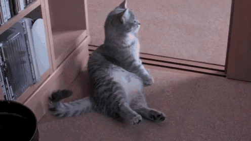 I Beg Of You GIF - Cute Adorable Cat GIFs