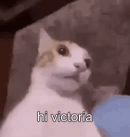 Hi Victoria Cat GIF - Hi Victoria Cat Epic Cat GIFs
