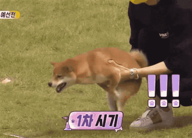 a person is petting a brown dog with a sign that says ' 1 ' on it