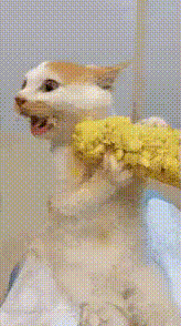 a cat is eating a piece of corn
