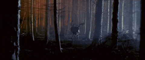 a deer is standing in the middle of a forest